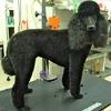 Toto the Poodle in one of her many different trims